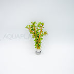 Rotala rotundifolia Wayanad aquarium plant — Aquaplantz Canada