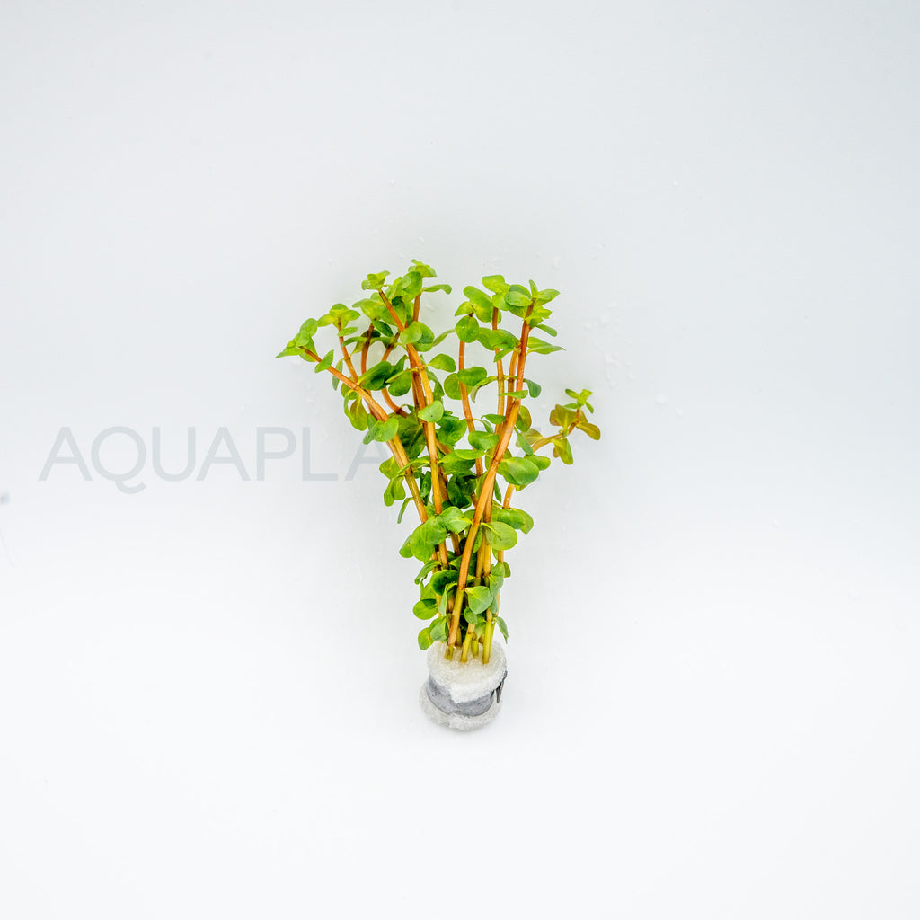 Rotala rotundifolia Wayanad aquarium plant — Aquaplantz Canada