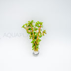 Rotala rotundifolia Wayanad aquarium plant — Aquaplantz Canada