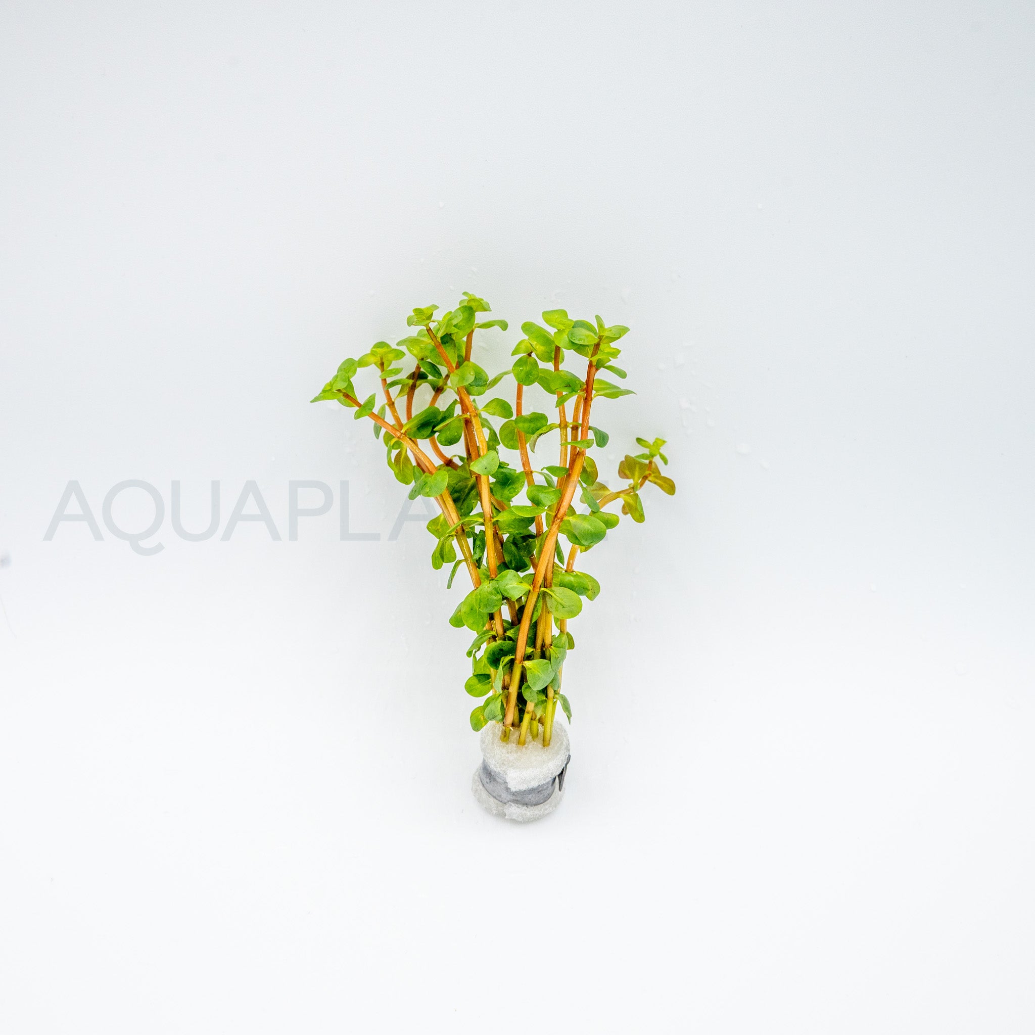 Rotala rotundifolia Wayanad aquarium plant — Aquaplantz Canada