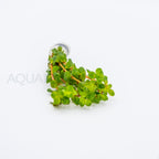 Rotala rotundifolia Wayanad aquarium plant — Aquaplantz Canada