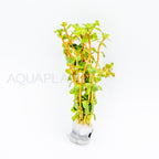 Rotala rotundifolia Wayanad aquarium plant — Aquaplantz Canada