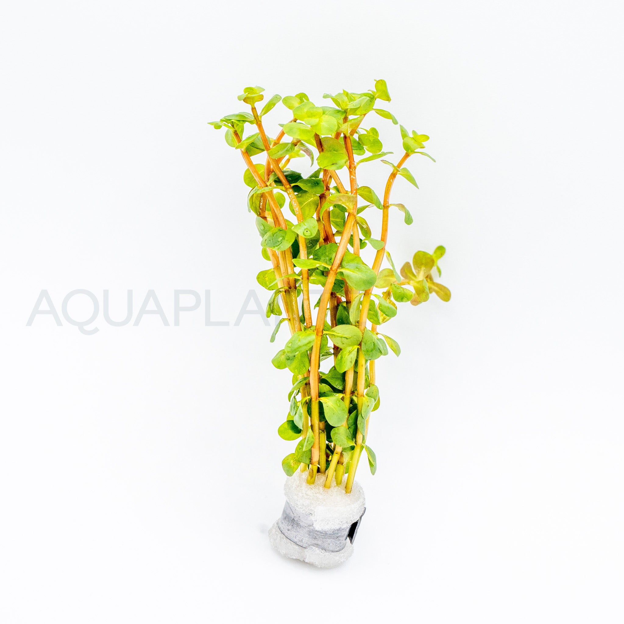 Rotala rotundifolia Wayanad aquarium plant — Aquaplantz Canada
