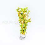 Rotala rotundifolia Wayanad aquarium plant — Aquaplantz Canada