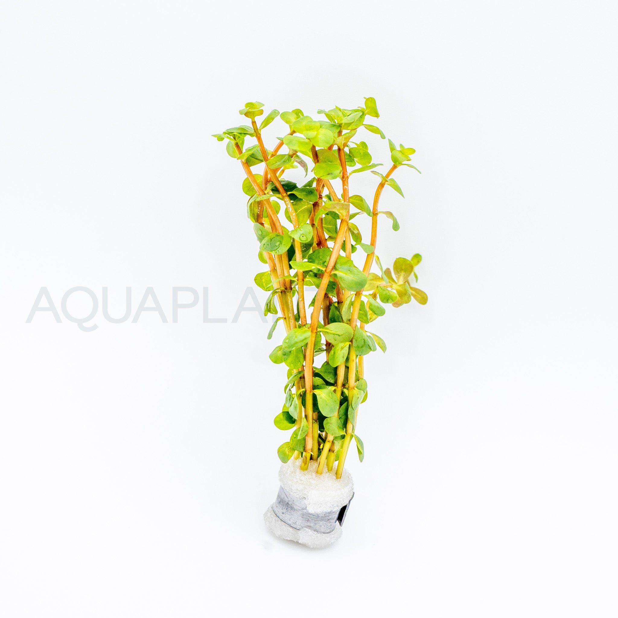 Rotala rotundifolia Wayanad aquarium plant — Aquaplantz Canada