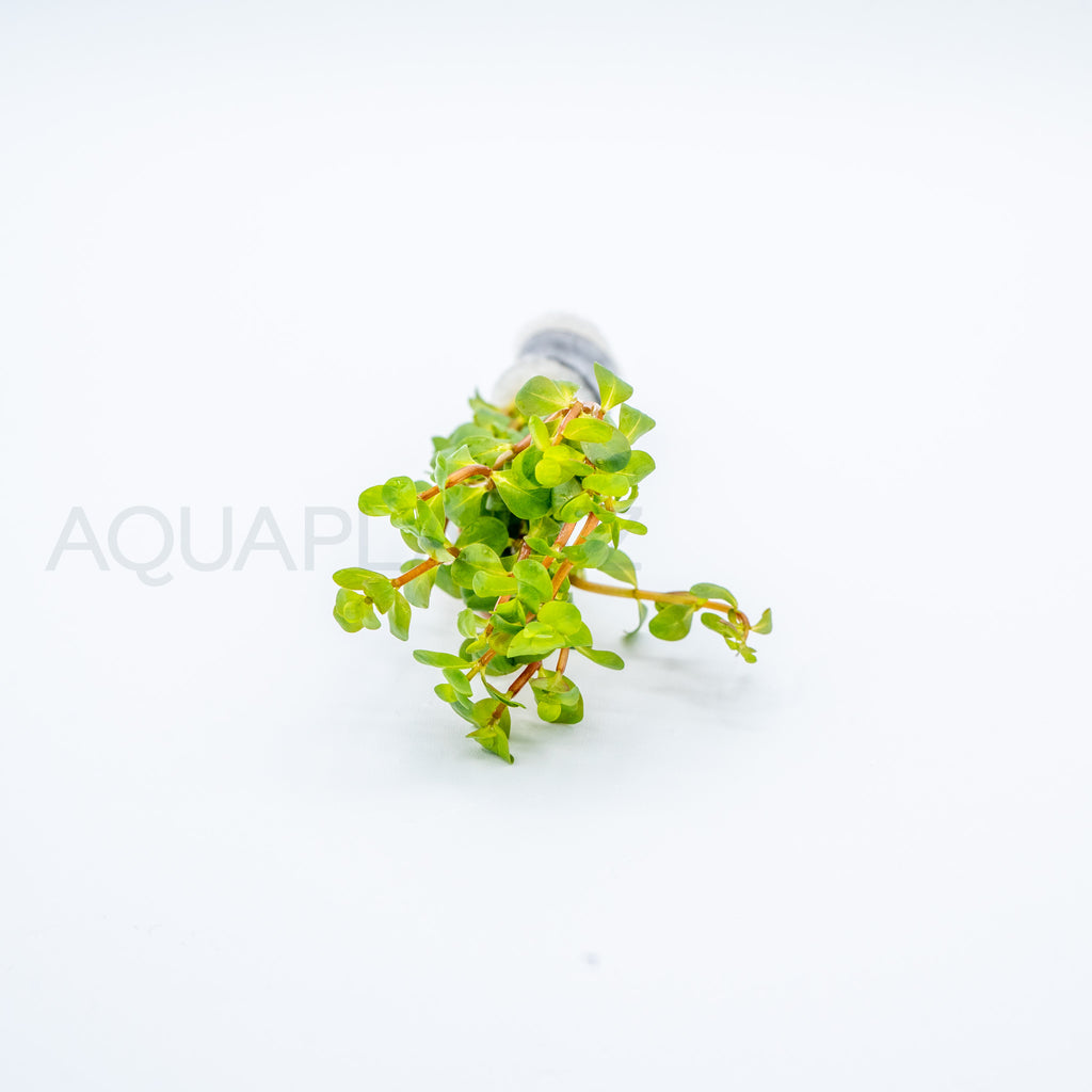 Rotala rotundifolia Wayanad aquarium plant — Aquaplantz Canada