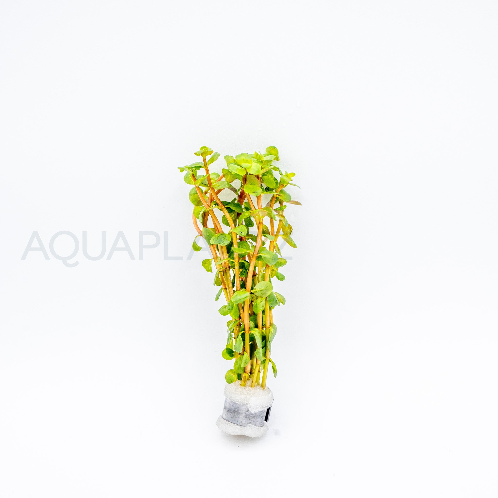 Rotala rotundifolia Wayanad aquarium plant — Aquaplantz Canada