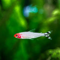 Rummy Nose Tetra tetra fish — Aquaplantz Canada