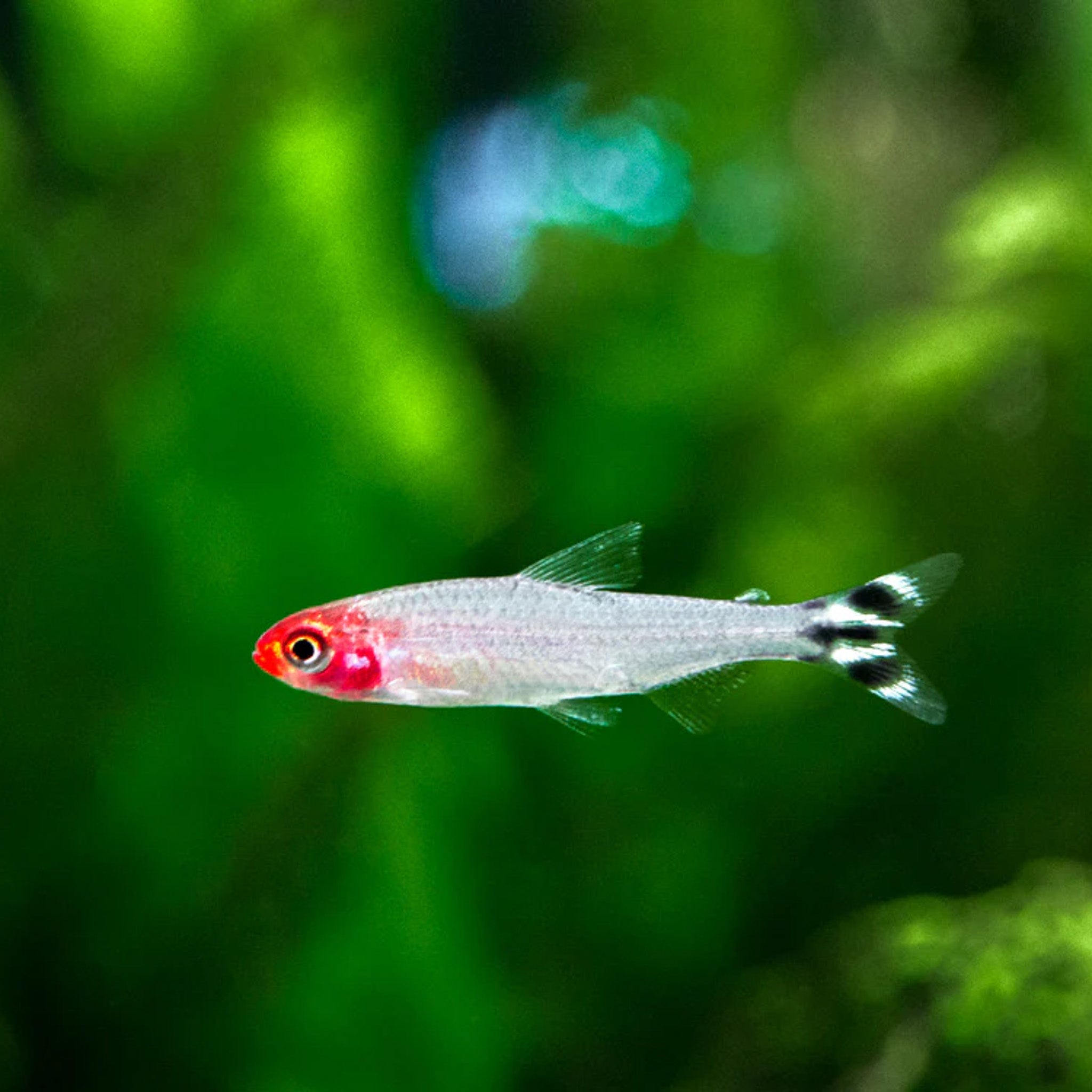 Rummy Nose Tetra tetra fish — Aquaplantz Canada