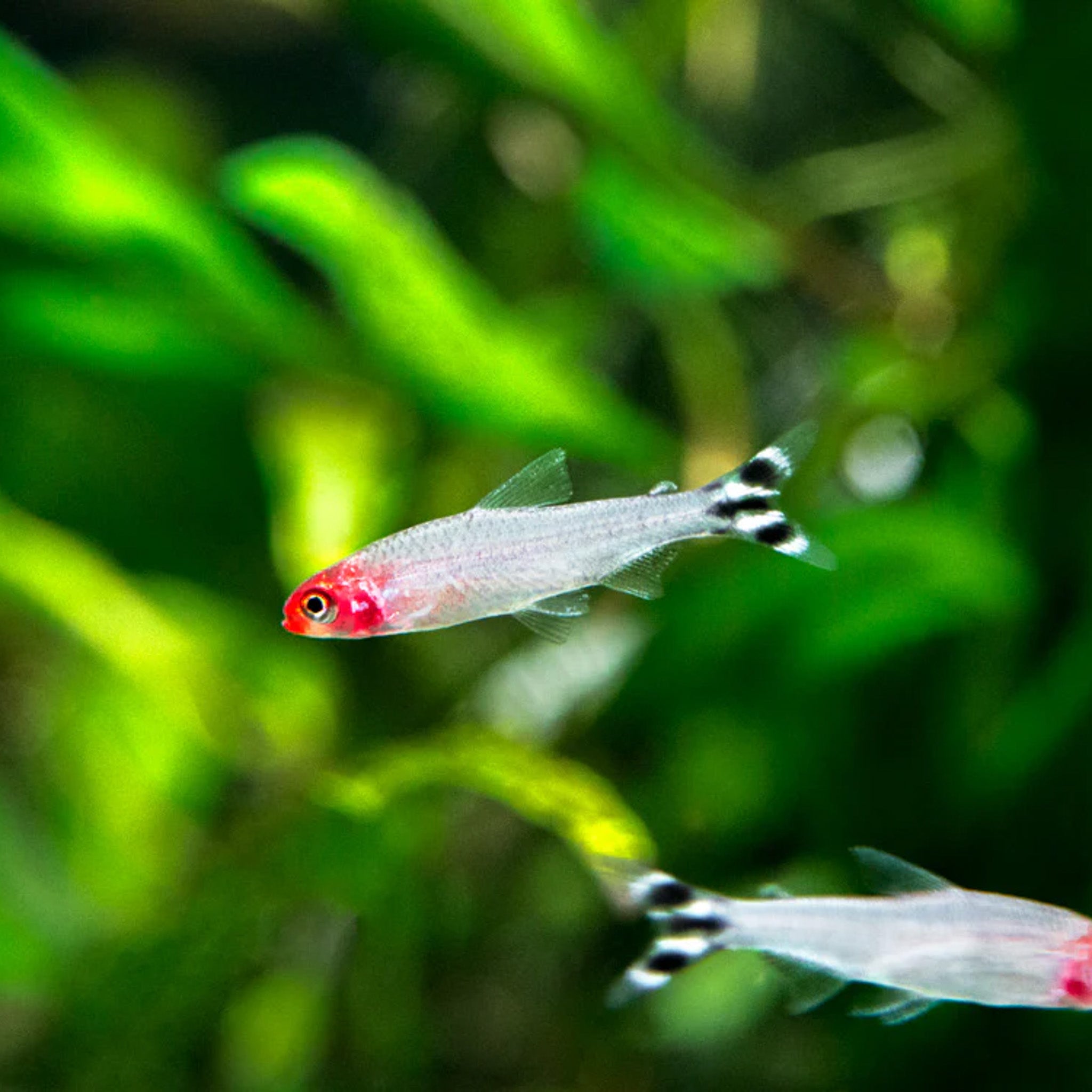 Rummy Nose Tetra tetra fish — Aquaplantz Canada