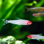 Rummy Nose Tetra tetra fish — Aquaplantz Canada