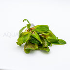 Samolus parviflorus Red aquarium plant — Aquaplantz Canada