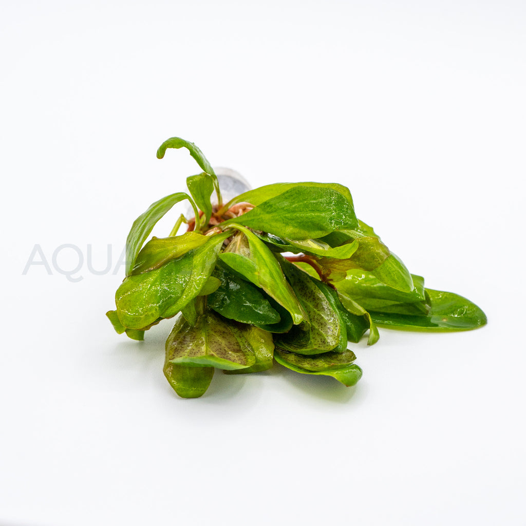 Samolus parviflorus Red aquarium plant — Aquaplantz Canada