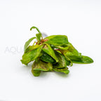Samolus parviflorus Red aquarium plant — Aquaplantz Canada