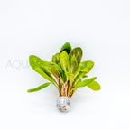 Samolus parviflorus Red aquarium plant — Aquaplantz Canada