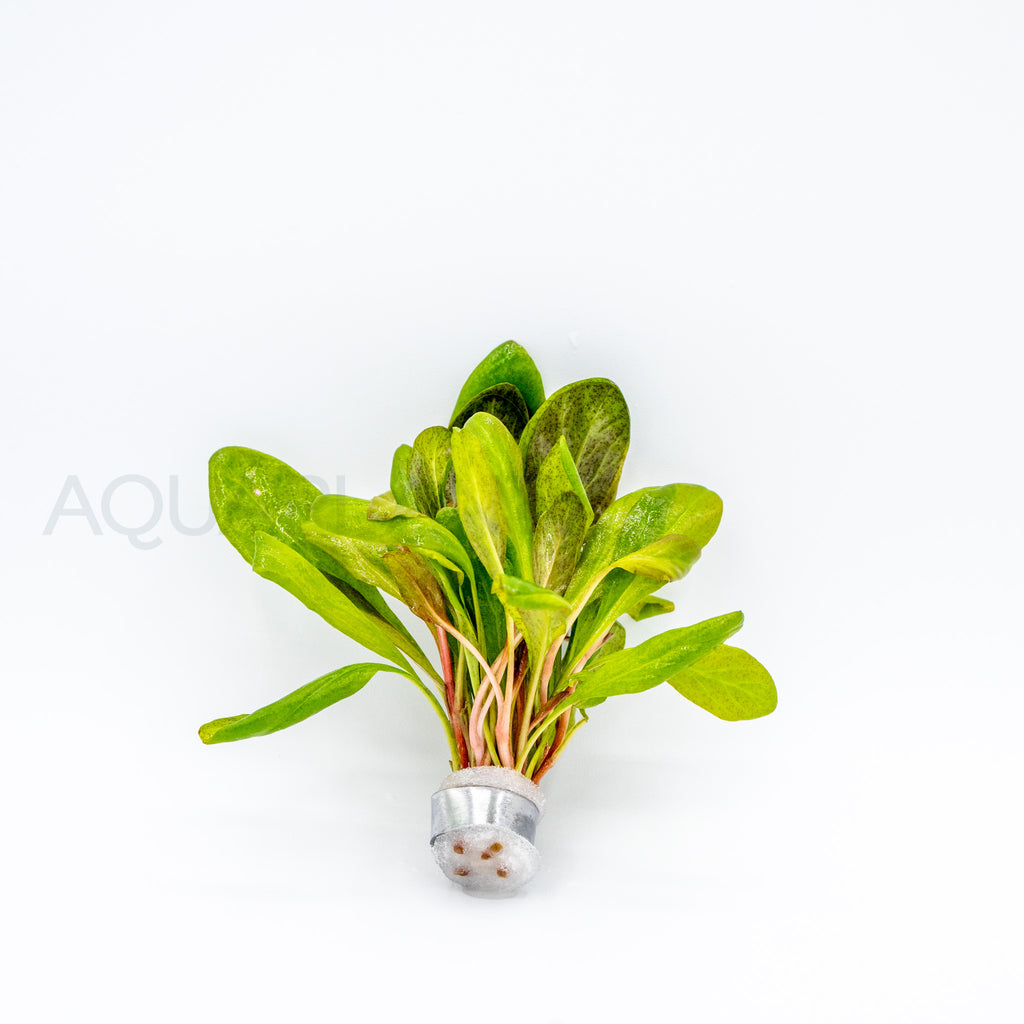 Samolus parviflorus Red aquarium plant — Aquaplantz Canada