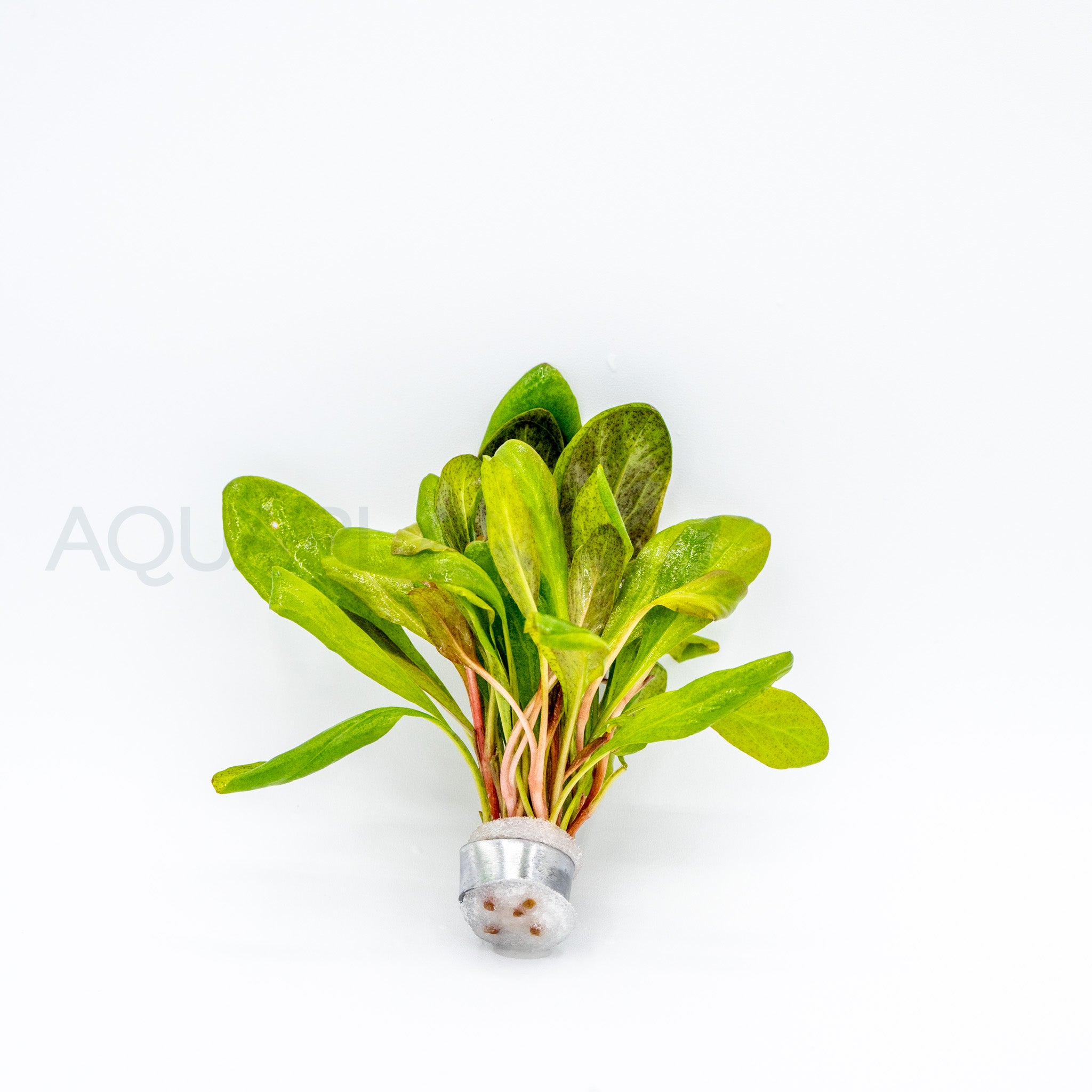 Samolus parviflorus Red aquarium plant — Aquaplantz Canada
