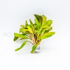 Samolus parviflorus Red aquarium plant — Aquaplantz Canada
