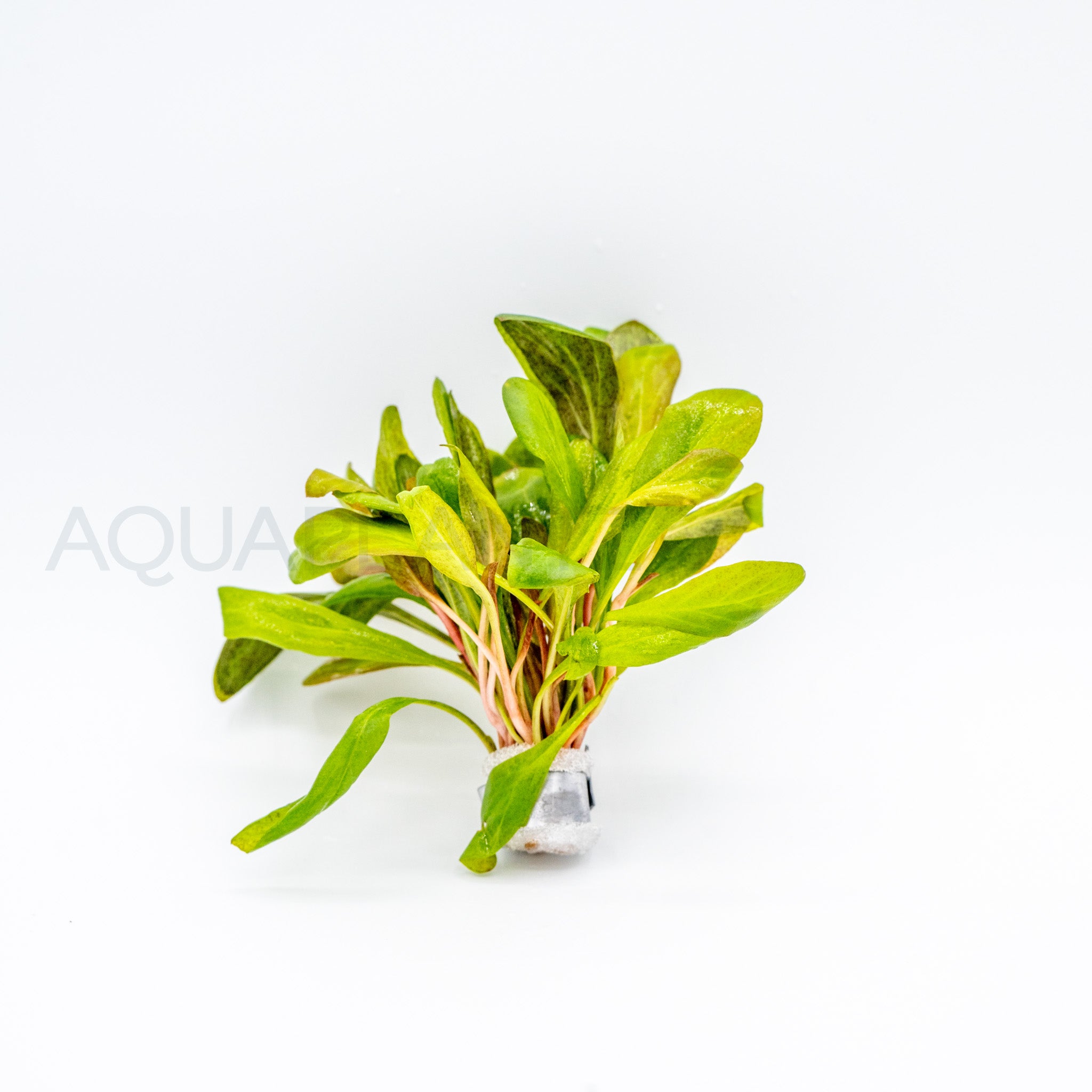 Samolus parviflorus Red aquarium plant — Aquaplantz Canada