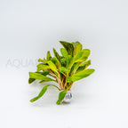 Samolus parviflorus Red aquarium plant — Aquaplantz Canada