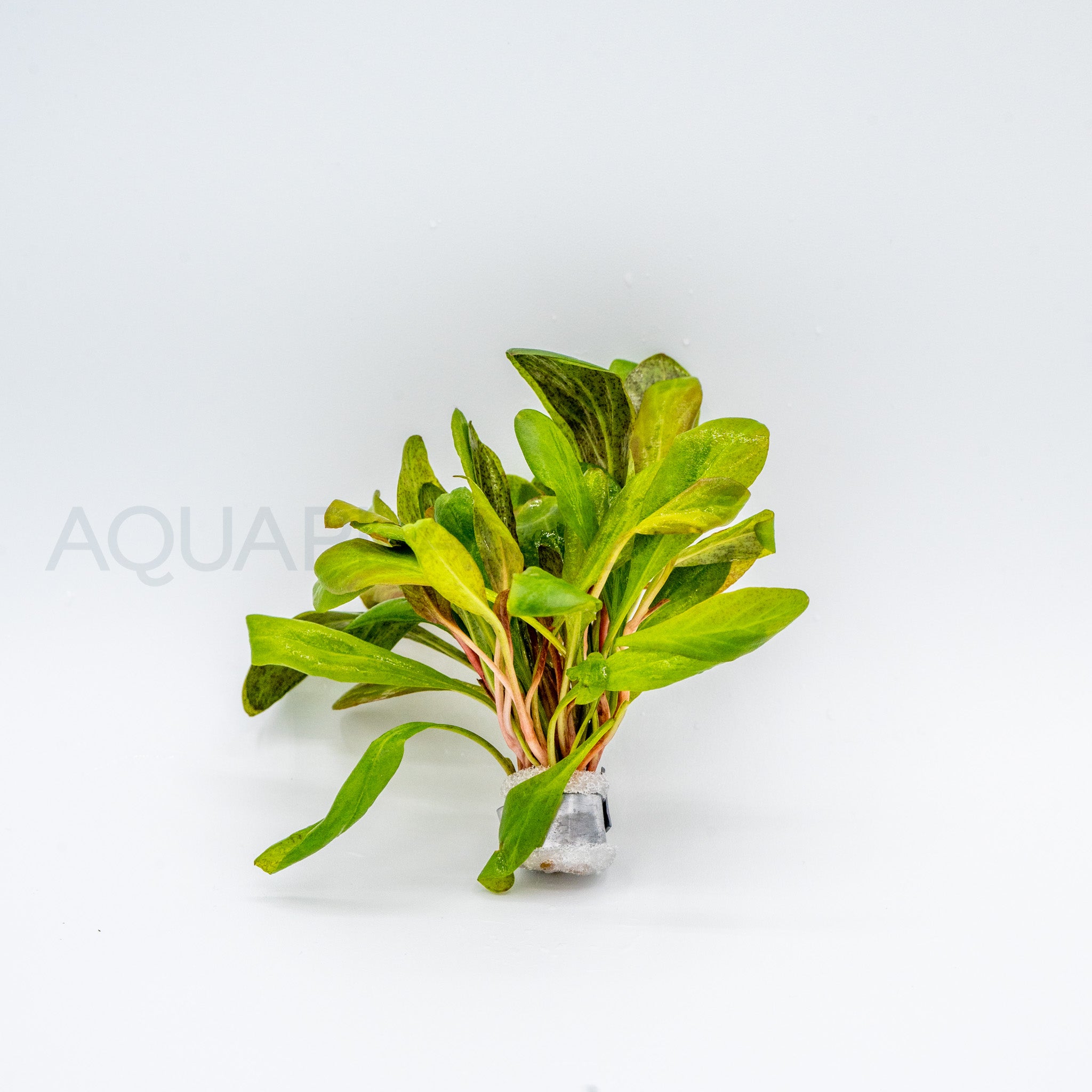 Samolus parviflorus Red aquarium plant — Aquaplantz Canada
