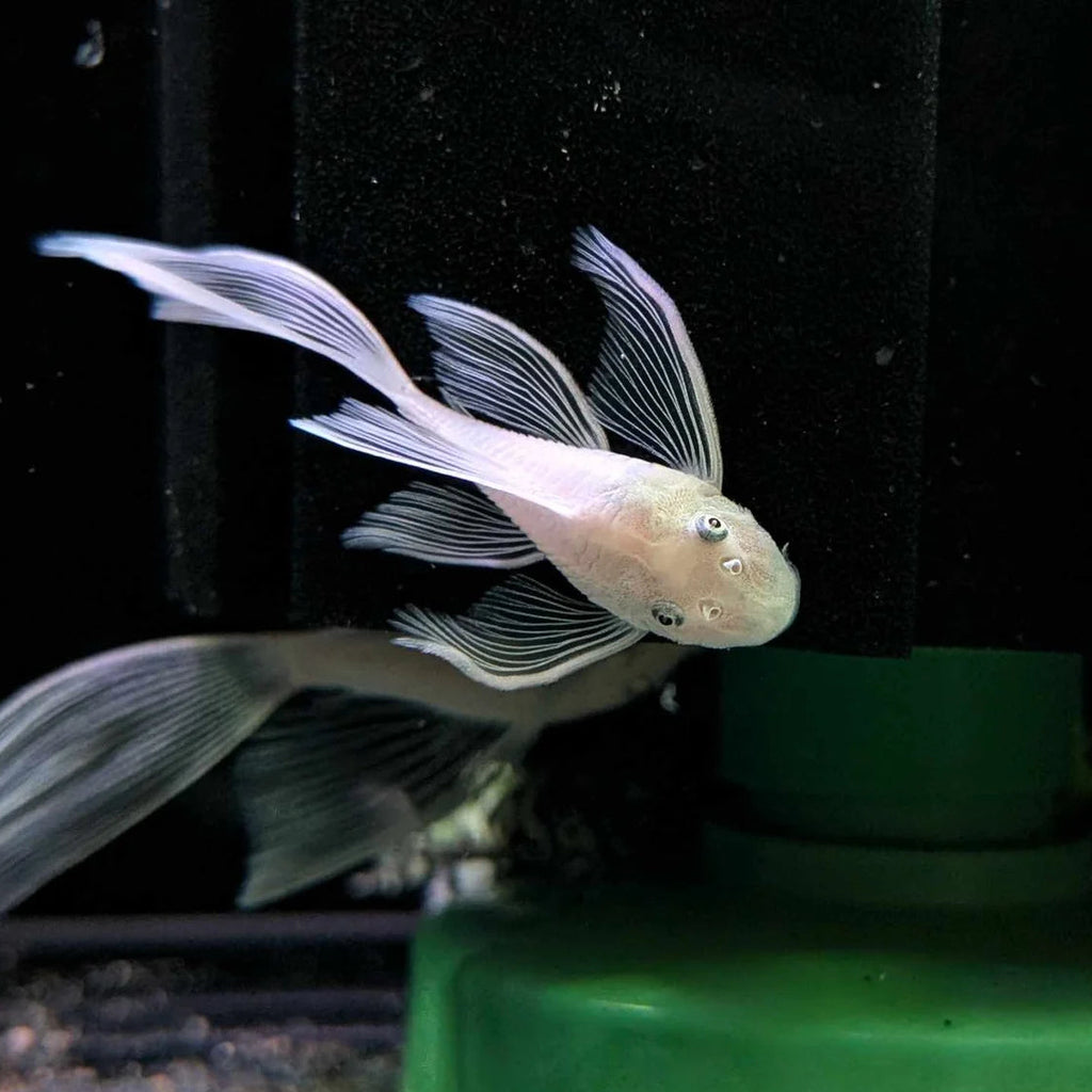 Snow White Long Fin Bristlenose Pleco (Locally Bred)