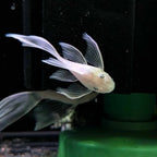 Snow White Long Fin Bristlenose Pleco (Locally Bred)