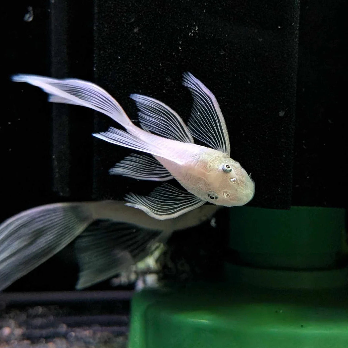Snow White Long Fin Bristlenose Pleco (Locally Bred)