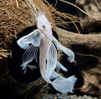 Snow White Long Fin Bristlenose Pleco (Locally Bred)
