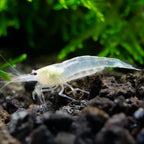 White Amano Shrimp aquarium shrimp — Aquaplantz Canada