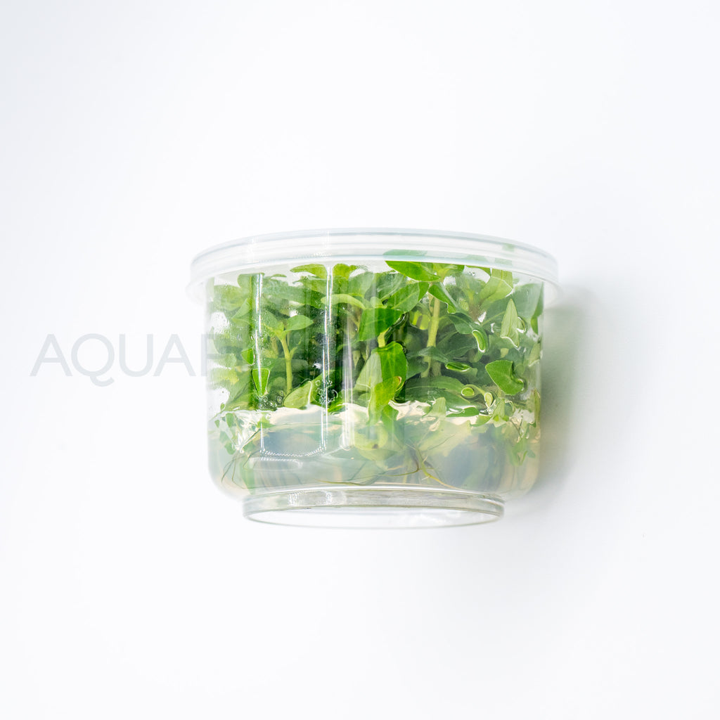 Staurogyne repens T/C Cup tissue culture aquarium plant — Aquaplantz Canada