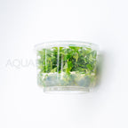 Staurogyne repens T/C Cup tissue culture aquarium plant — Aquaplantz Canada
