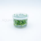 Staurogyne repens T/C Cup tissue culture aquarium plant — Aquaplantz Canada