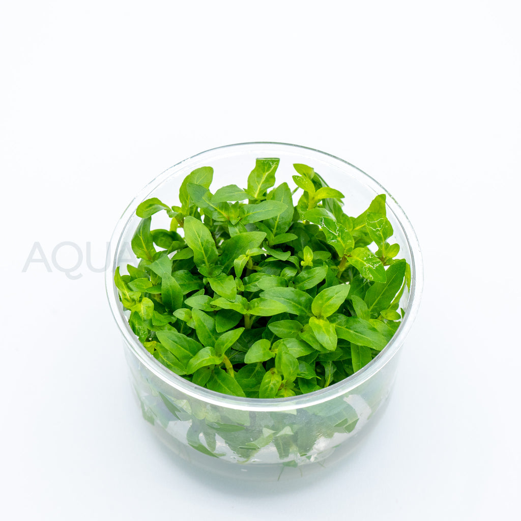 Staurogyne repens T/C Cup tissue culture aquarium plant — Aquaplantz Canada