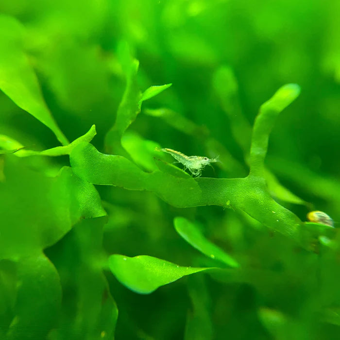 Subwassertang Moss (Lomariopsis lineata)