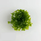 Subwassertang Moss (Lomariopsis lineata)