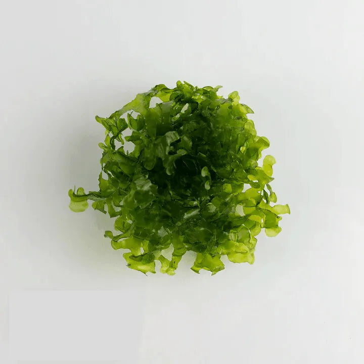 Subwassertang Moss (Lomariopsis lineata)