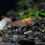 Sun Orange Amano Shrimp
