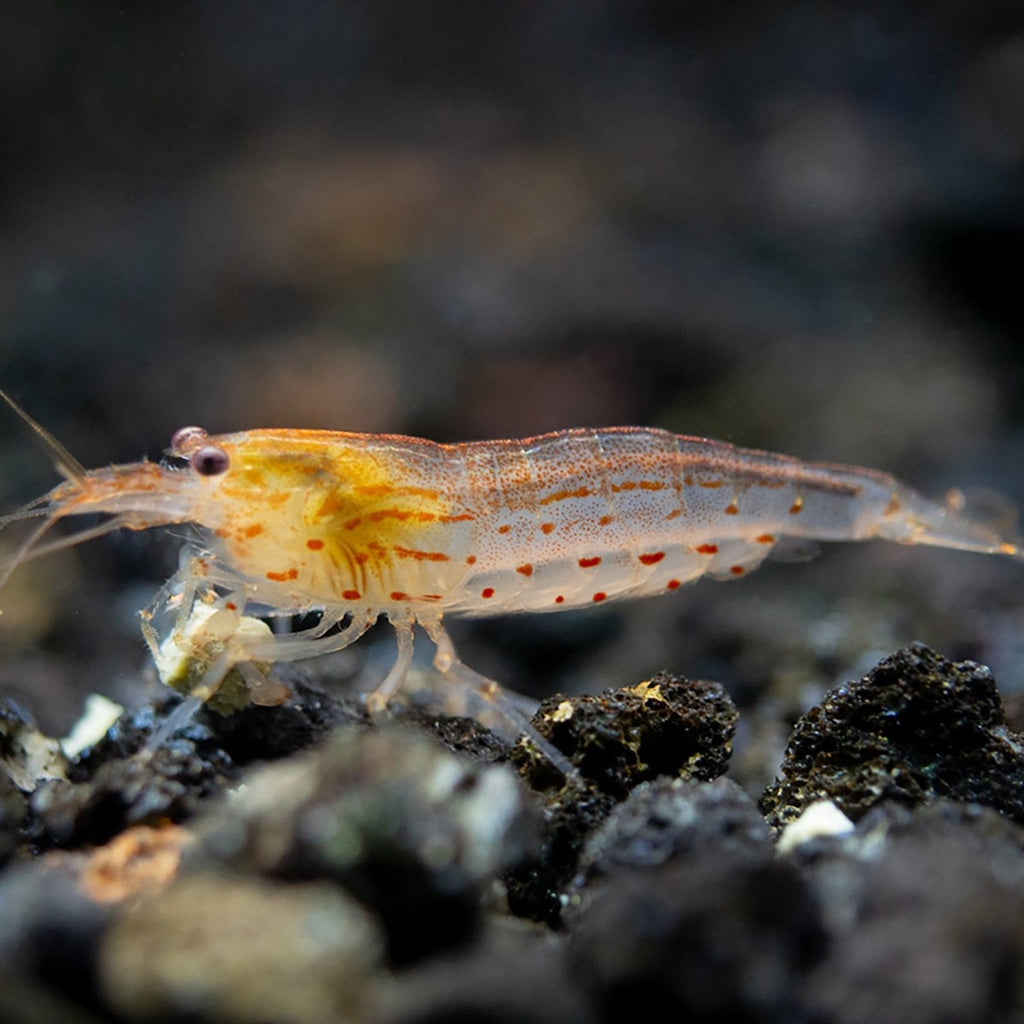 Sun Orange Amano Shrimp