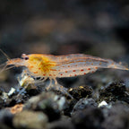 Sun Orange Amano Shrimp