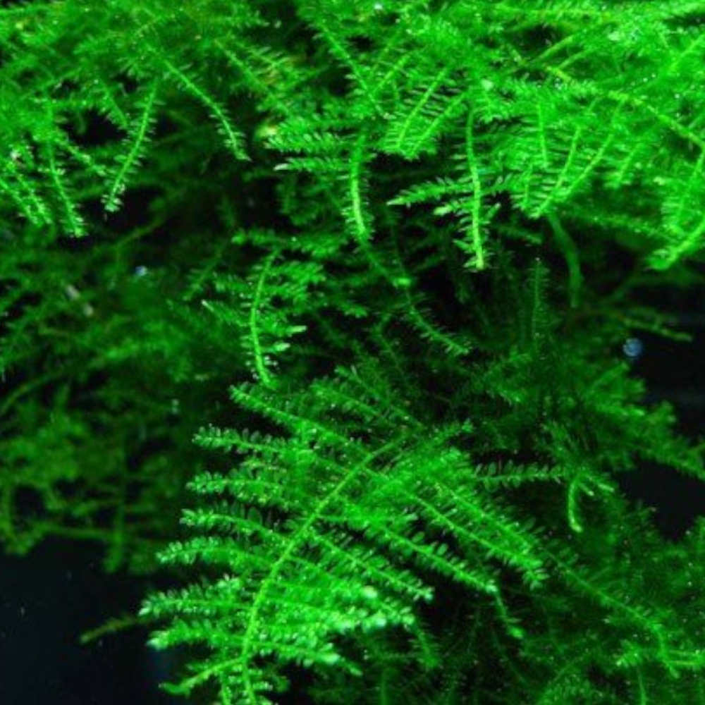 Taiwan Moss (Taxiphyllum sp. 'Taiwan')