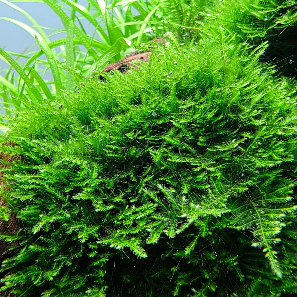 Taiwan Moss (Taxiphyllum sp. 'Taiwan')