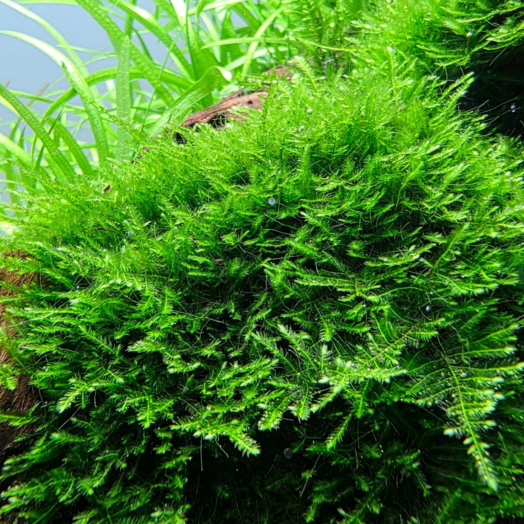 Taiwan Moss (Taxiphyllum sp. 'Taiwan')