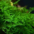 Taiwan Moss (Taxiphyllum sp. 'Taiwan')