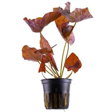 Tiger lotus aquarium plant — Aquaplantz Canada