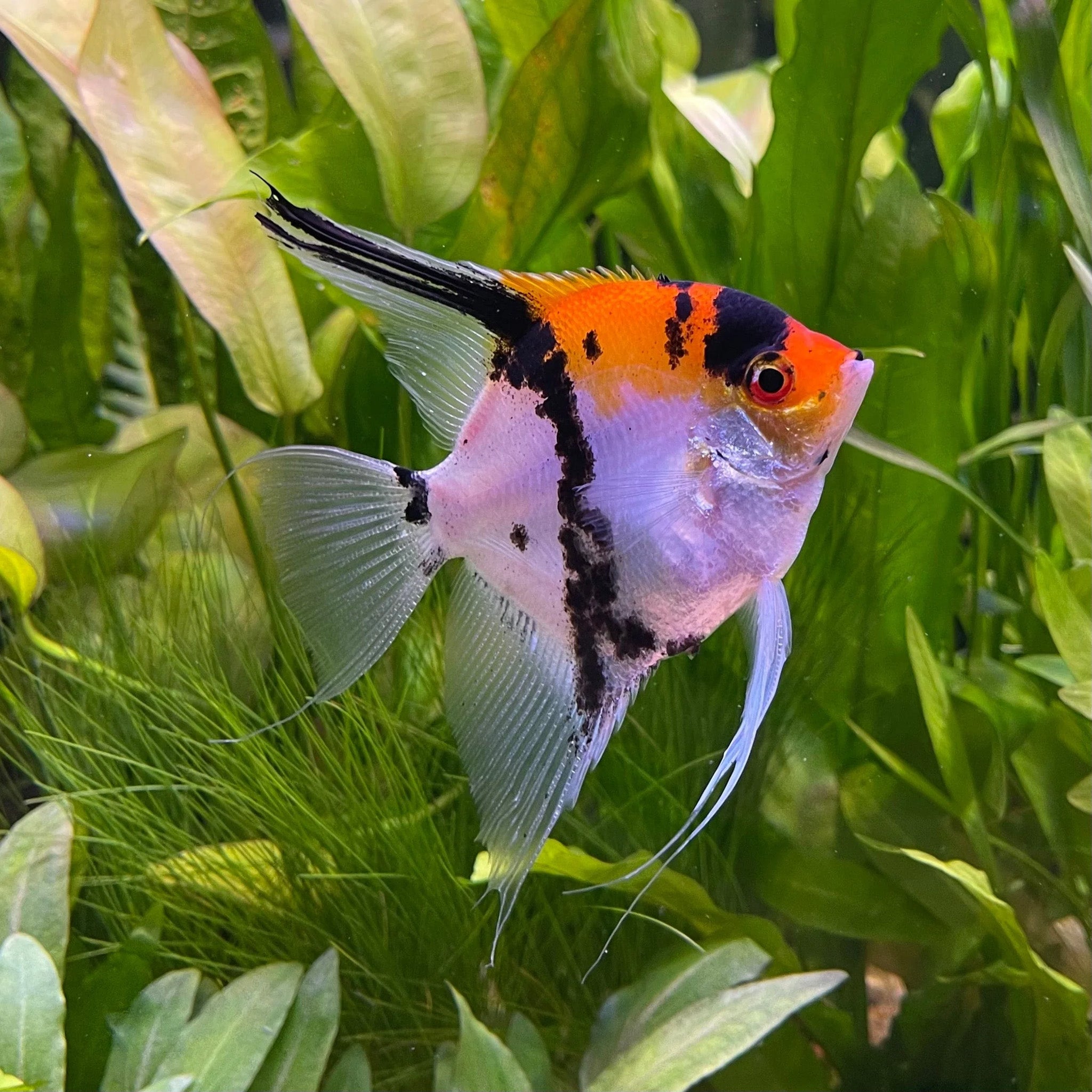 Tri Color Koi Angelfish (Small) angelfish — Aquaplantz Canada