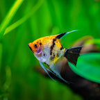 Tri Color Koi Angelfish (Small) angelfish — Aquaplantz Canada