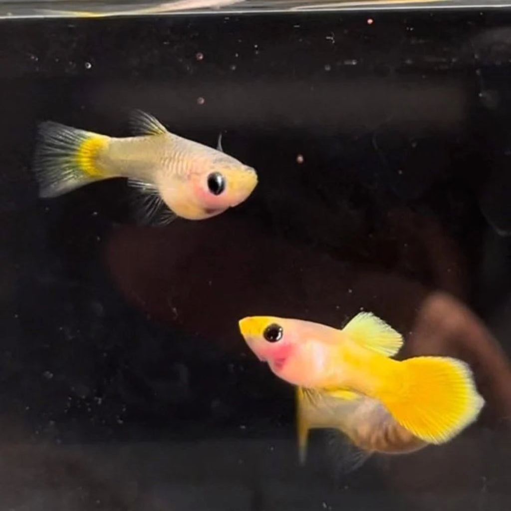 Yellow Koi Short Glass Belly Guppy Pair (1 Male + 1 Female) guppy fish — Aquaplantz Canada