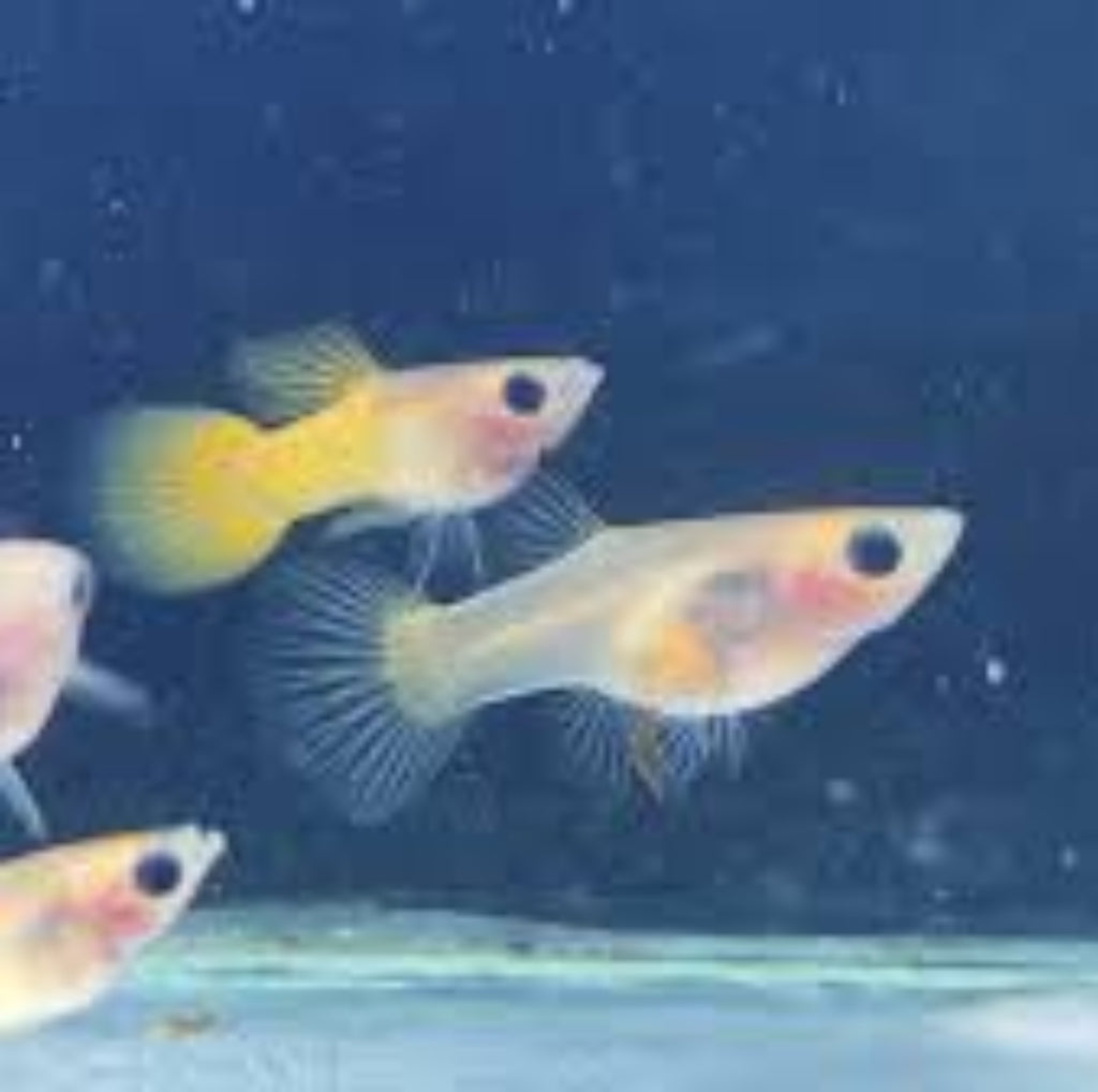 Yellow Koi Short Glass Belly Guppy Pair (1 Male + 1 Female) guppy fish — Aquaplantz Canada