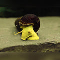 Yellow Rabbit Snails (4cm) aquarium snail — Aquaplantz Canada